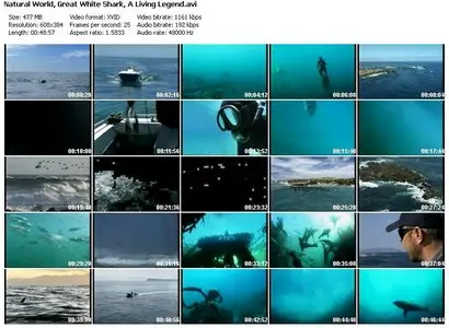 BBC Natural World - Great White Shark - A Living Legend (2009)