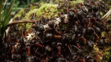 BBC - Natural World: Attenborough and the Empire of the Ants (2017)