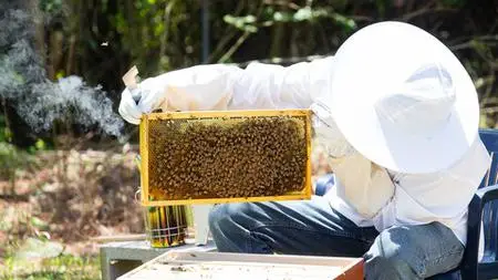 Beginning In Beekeeping: Start Your Very First Beehive!