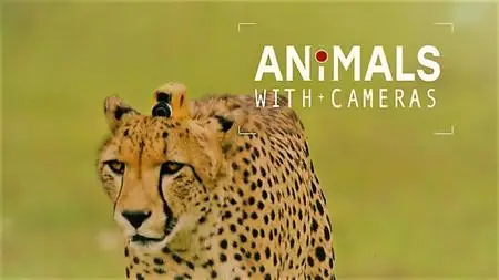 BBC - Animals with Cameras: Series 1 (2021)