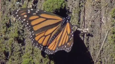 Questar - The Incredible Journey of the Monarch Butterfly (2012)