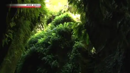 NHK - Great Nature: The Blue Mountains of New South Wales (2014)