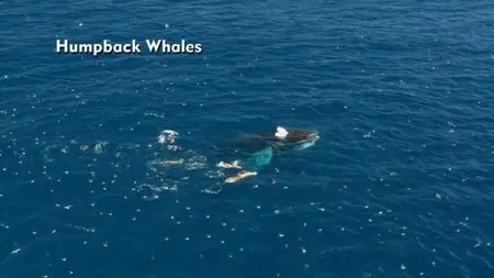 BBC - Big Blue Live: 2015