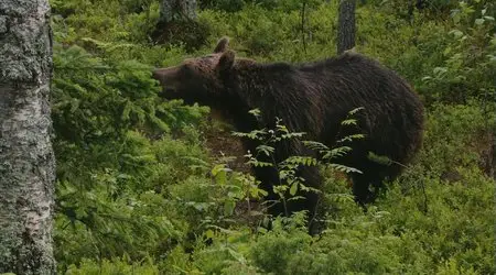 Wildes Russland / Wild Russia. Episode 2 - Urals / Дикая природа России. Серия 2 - Первозданные долины (2008) [ReUp]