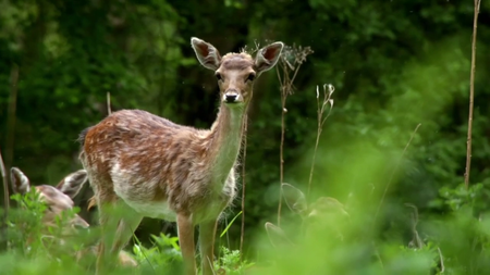 BBC - Countryfile: Spring Diaries (2016)