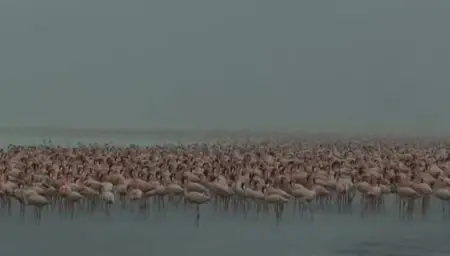 (Fr5) Les ailes pourpres, le mystère des flamants (2011)