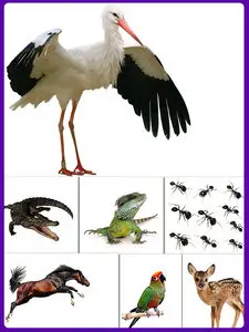 Animals set