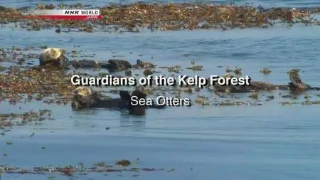 NHK Wildlife - Guardians of the Kelp Forest: Sea Otters (2012)