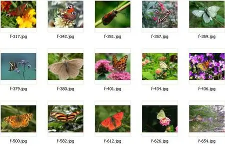 Butterflies Wallpapers 2