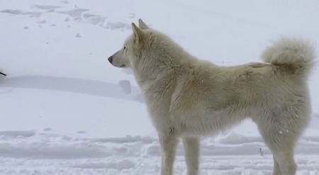 Happy People: A Year in the Taiga (2010)