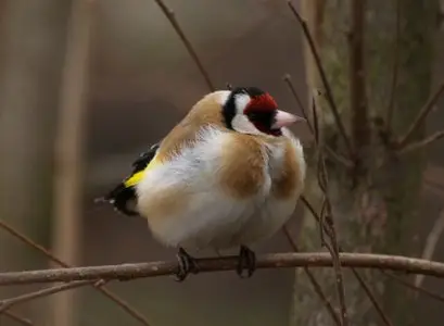 Photos of animals #3 - Birds