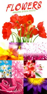 Stock Photo - Flowers 2