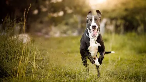 Treating Arthrits In Your Dog