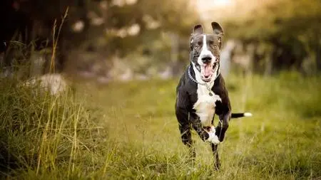 Treating Arthrits In Your Dog