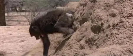 Animals Are Beautiful People (1974)