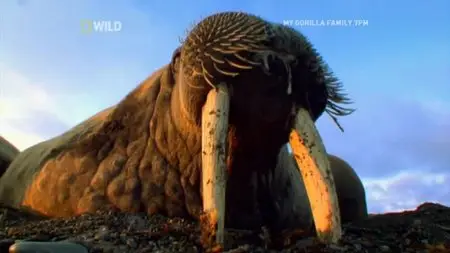 National Geographic - Nordic Wild (2011)