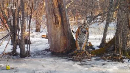 Amur Tiger: Secret Kingdom - National Geographic