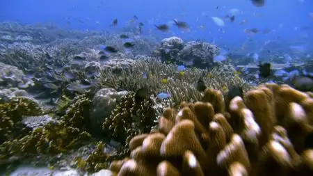 Deep Ocean: The Lost World Of The Pacific (2015)