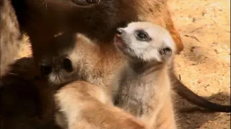 Baby New at the Zoo (2006)