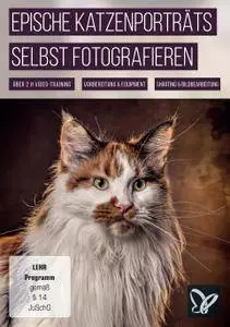 Epische Katzenporträts selbst fotografieren