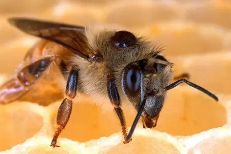Honey and Bees