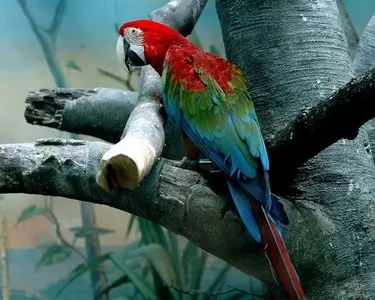 Background on the subject - birds