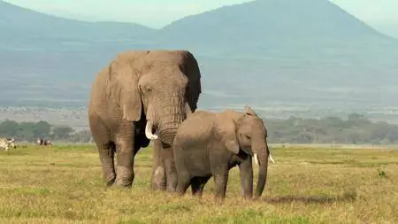 Attenborough and the Giant Elephant (2017)