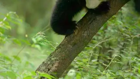 PBS - NATURE: Pandas - Born to be Wild (2020)