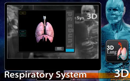 3D Respiratory System 1.0