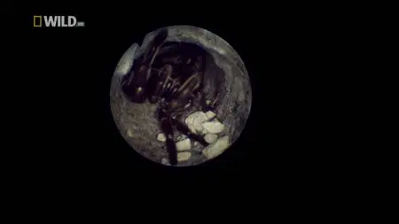National Geographic - Super Spider (2012)