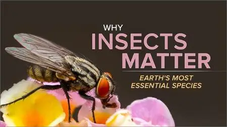 TTC Video - Why Insects Matter: Earth’s Most Essential Species