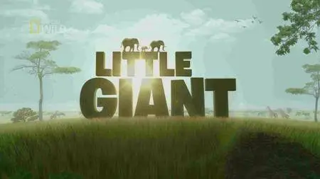 National Geographic - Little Giant (2016)