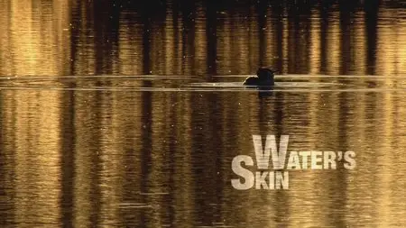 Water Life: Episode 9 - Water's Skin / Mundos de agua / Водная жизнь. Серия 9 - Кожа воды (2008) 