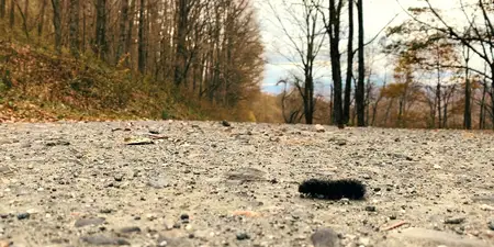 Trail mix (2025)