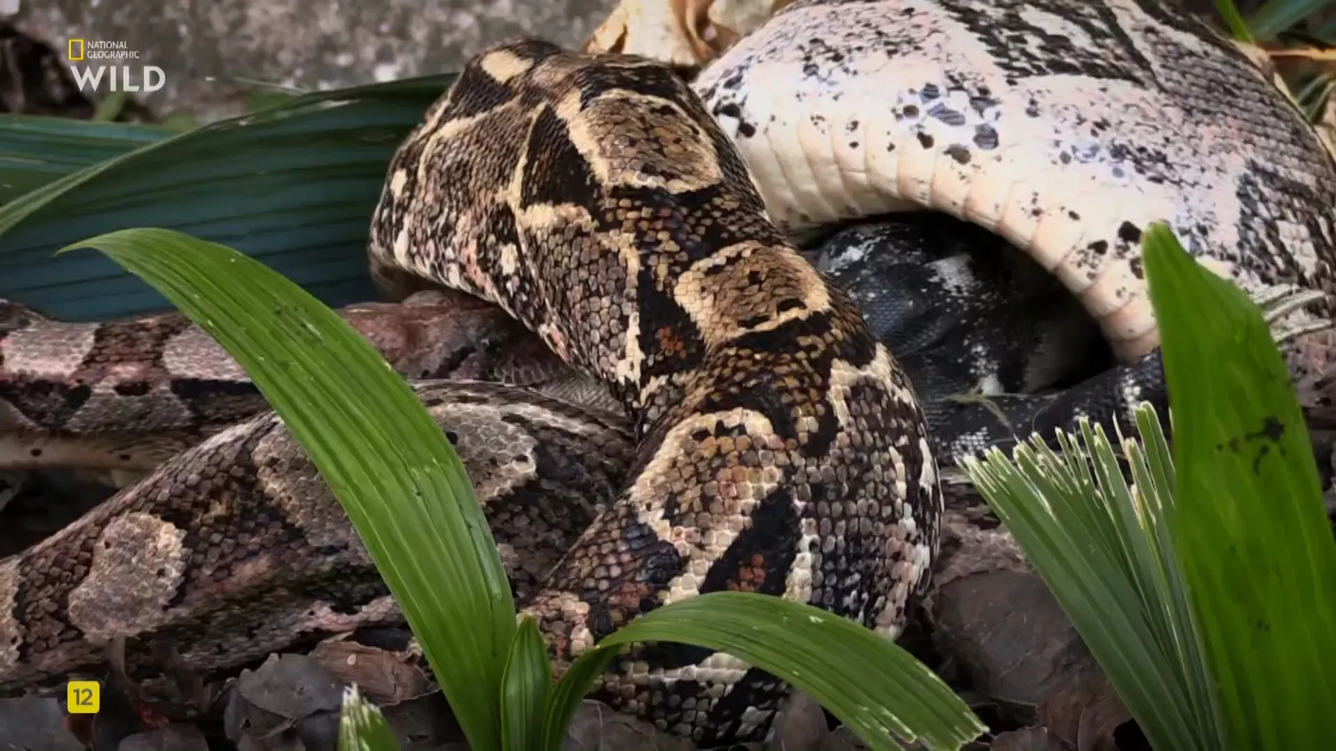 NG. - Python Invasion (2025)