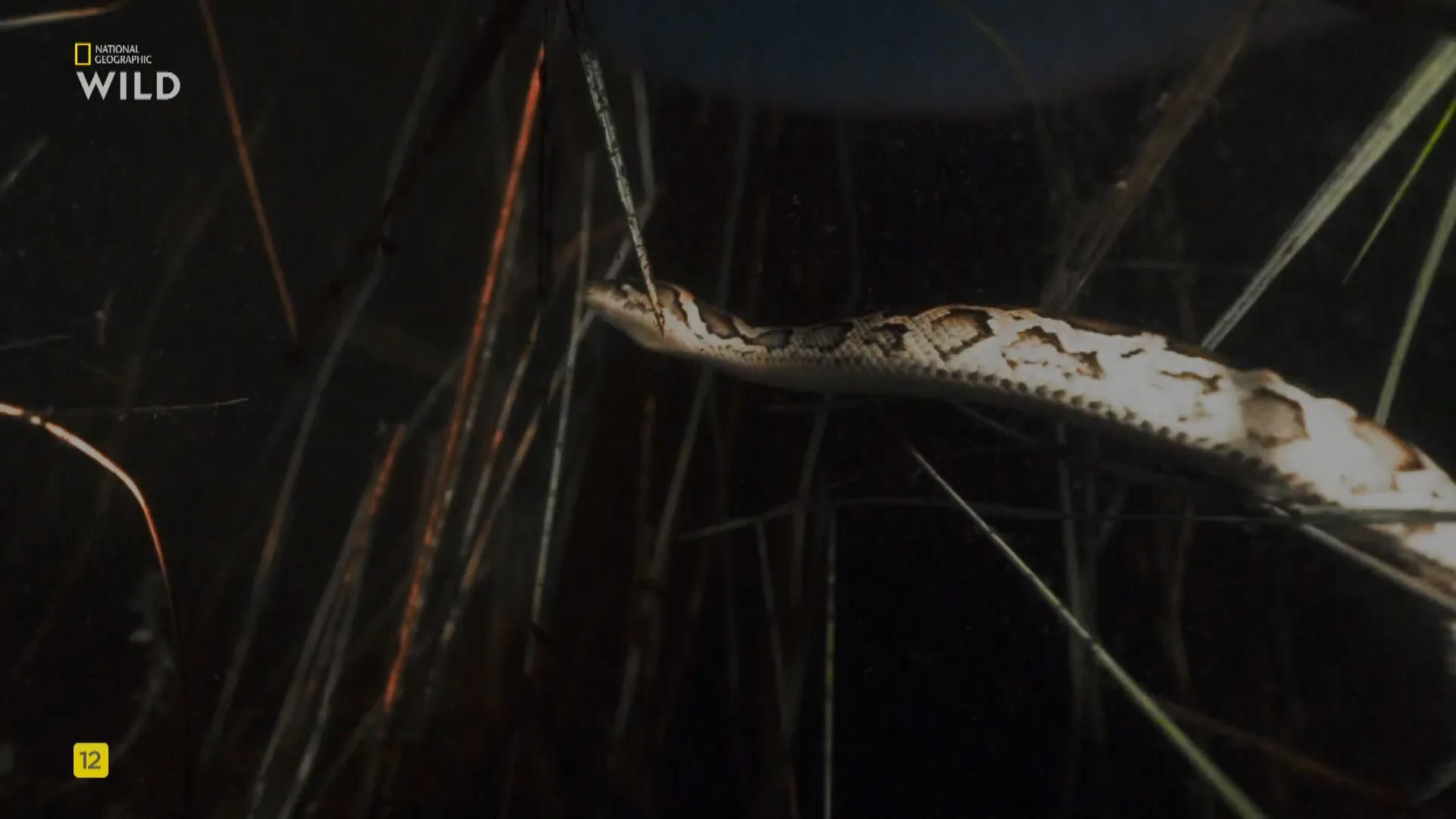 NG. - Python Invasion (2025)