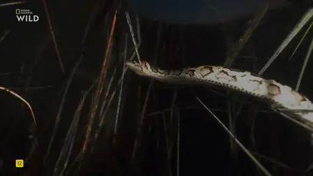 NG. - Python Invasion (2025)