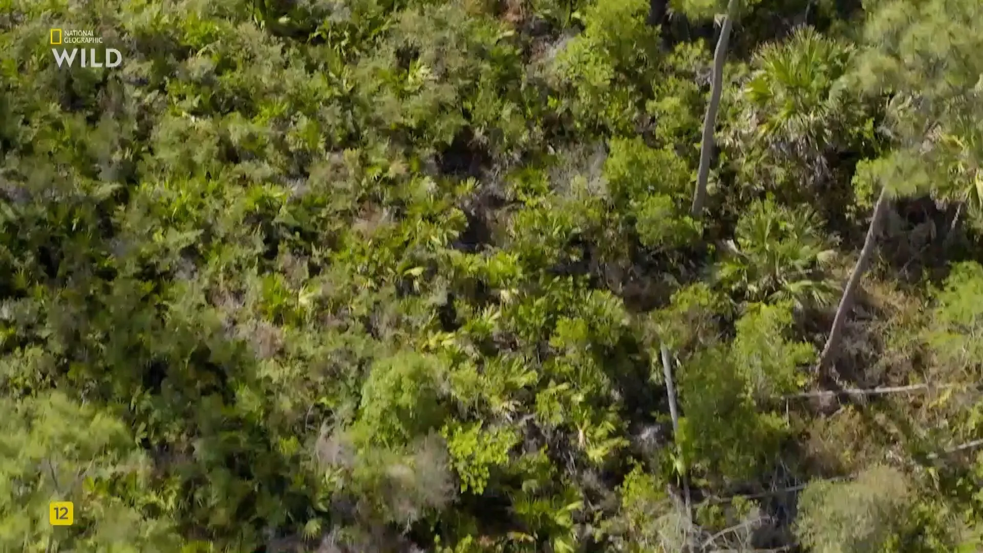 NG. - Python Invasion (2025)