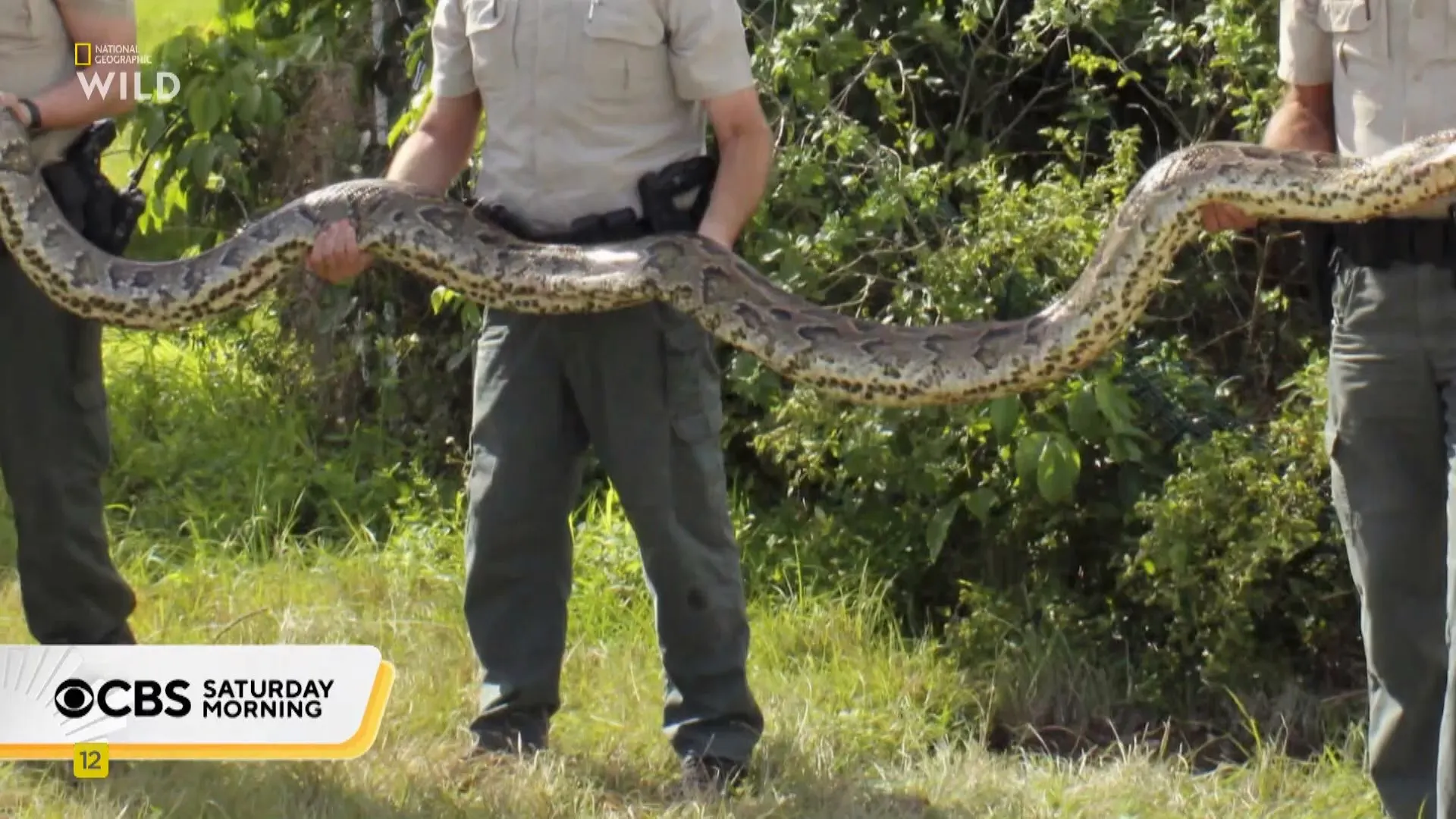 NG. - Python Invasion (2025)