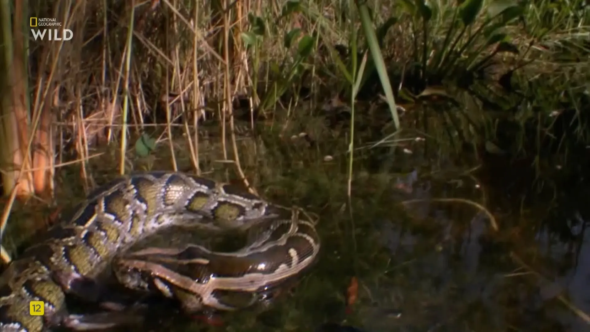 NG. - Python Invasion (2025)