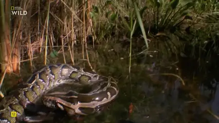 NG. - Python Invasion (2025)