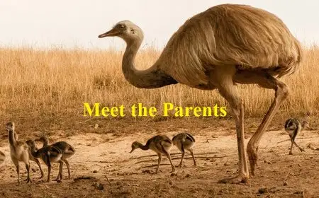 National Geographic - World's Weirdest: Animal Taboos Meet The Parents (2015)