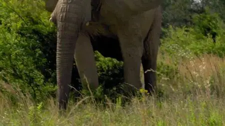 BBC - Attenborough and the Giant Elephant (2017)