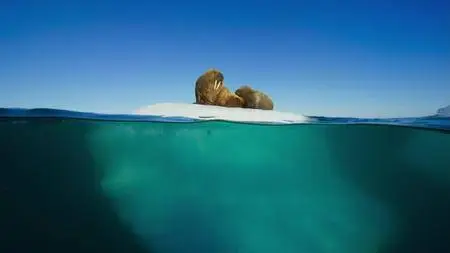 Blue Planet II S01E01