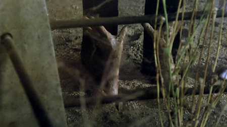 The Beasts' Carnival (1980) 