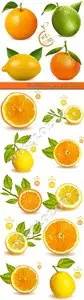 Fresh fruits orange and lemon vector