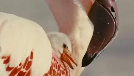 (Fr5) Les ailes pourpres, le mystère des flamants (2011)