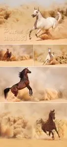 Stock Photo - Running Horse