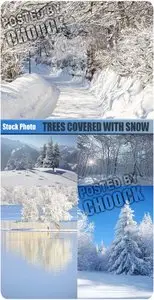 Trees covered with snow - Stock Photo