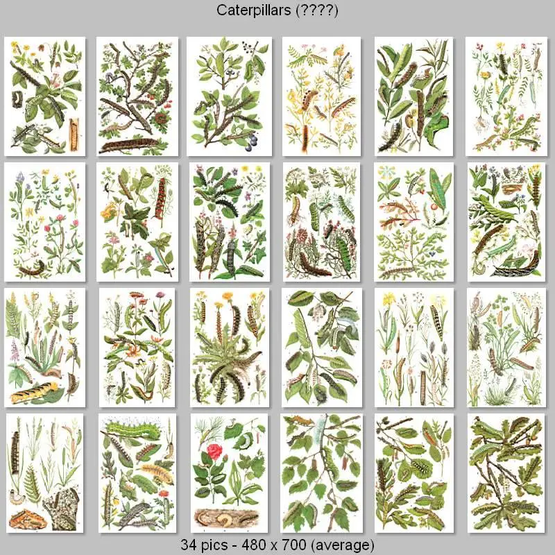 Caterpillars (Plates - date unnknown)